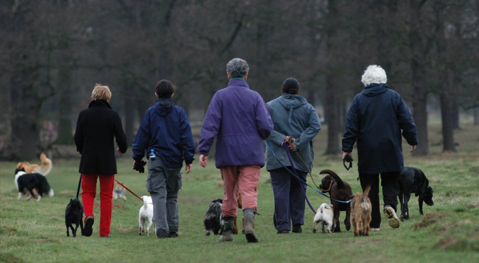  You can also be fined £500 if your dog isn't microchipped