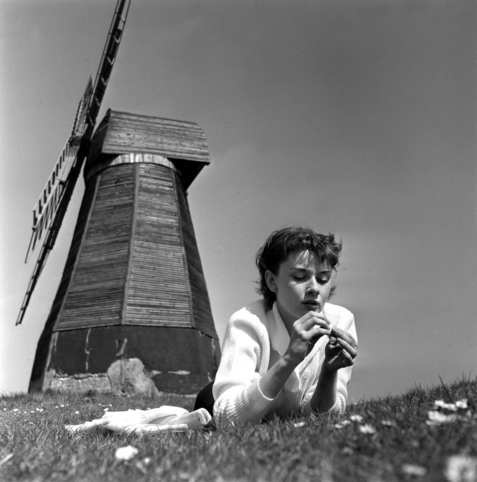 England, 1951: Belgian-born American film actress Audrey Hepburn pictured picking flowers in an open field with a windmill behind her during a break in filming in Sussex, England