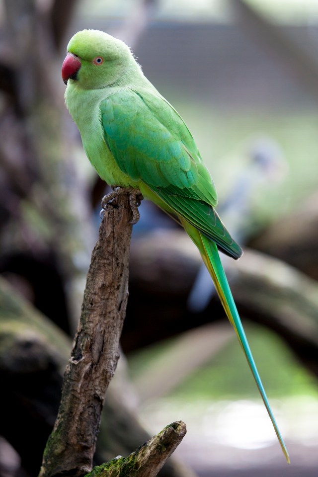 Animal lovers condemned the father and the magazine - pictured a Green Indian Ringneck Parrot