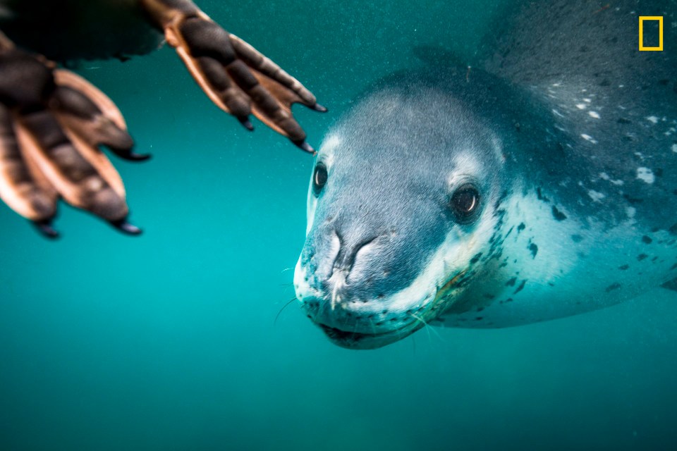  Picture by Rita Kluge. She said: 'On my last day in Antarctica, I was posting my last video update, I heard what I was waiting for and documented what was to come. A leopard seal was feeding on a penguin … I was in a 7mm free-diving suit to be more flexible to change positions quickly. A normal encounter would be 20 minutes or so and I wouldn't be too cold afterwards, but this day was different, as we swam with three different leopard seals—brrrr. I felt safe being so close to the action with my team. Just amazing'