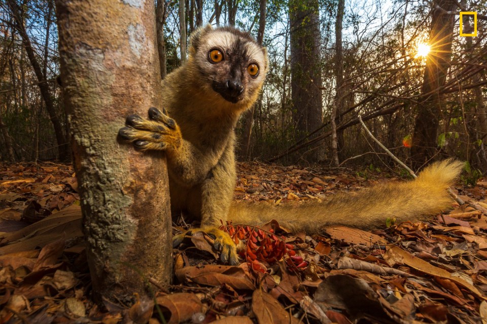  A lemur is caught peering from behind a tree in this photo taken by Anuroop Krishnan who said: 'While lemurs are endemic to the island of Madagascar, even within the island there are diverse habitats which are home to a number of species of lemurs. The red-fronted brown lemur is found in south western part of the island, in its dry lowland forests. It feeds mostly on fruits, leaves, and flowers—often leaving the comfort of the trees in search of seeds'