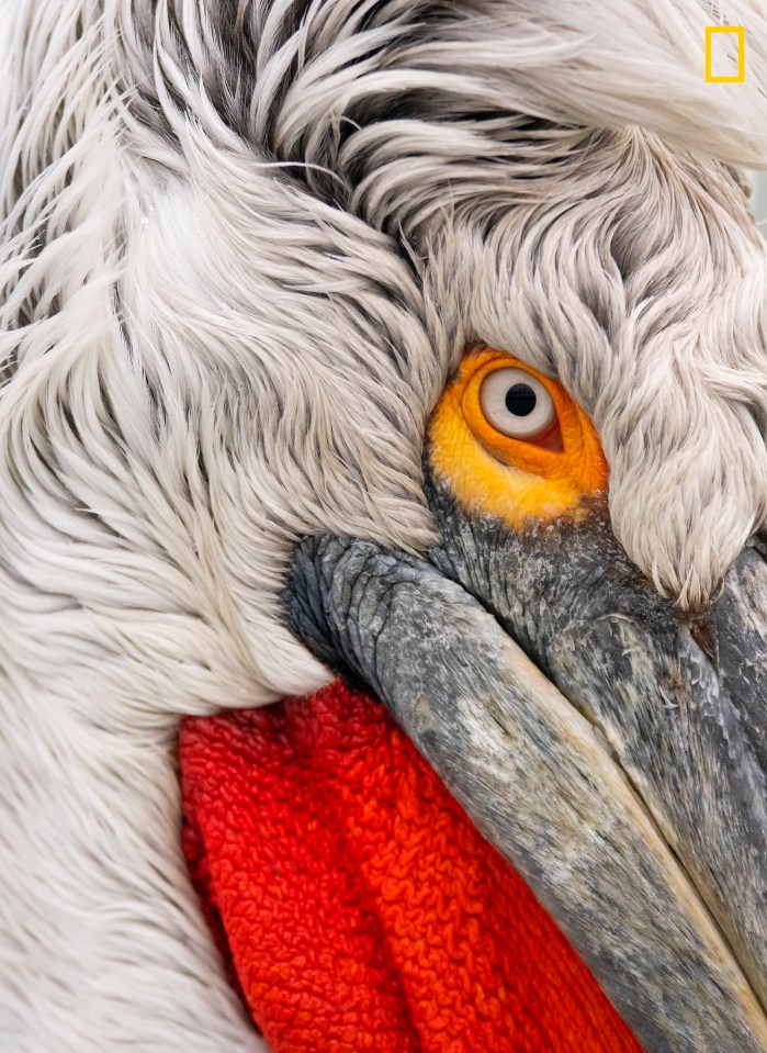  Damilice Mansur captured this picture of a pelican in Lake Kerkini, Greece. The photographer said: 'I got up close and personal with the globally threatened Dalmatian Pelicans. Being the largest of the Pelicans in the world, these birds are amazing to photograph, especially during winter when their breeding reddish/orange colors brighten up the shot'