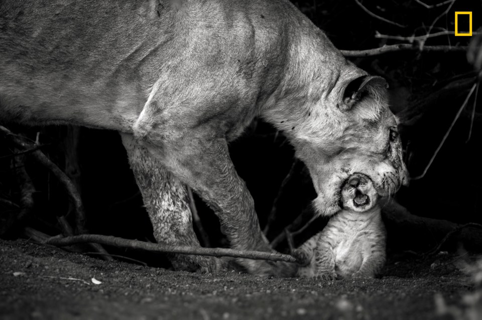  Picture of a lion with its cub, taken by Sonalini Khetrapal in Masai Mara, Kenya. She said: 'We were lucky to find new born lion cubs in the plains of Masai Mara, Kenya. The mother is extremely protective of the cub and was often seen hiding them behind the bush and away from predators. In this instance, as the cub unknowingly walked very close to the side of a cliff, the mother lioness quickly tried to grab it from its head to protect it from falling over. It looks dangerous, but it is an endearing way for the lioness to pick up the cub and place it back to safety'