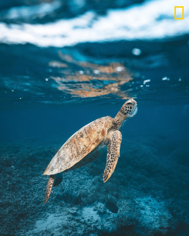  A sea turtle ascends to the surface for a breath, near Heron Island on the Great Barrier Reef - picture and caption by James Vodicka