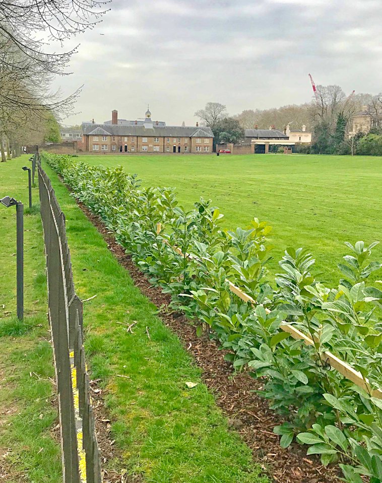  A huge hedge has been erected at Kensington Palace so Prince William and Kate Middleton can have more privacy