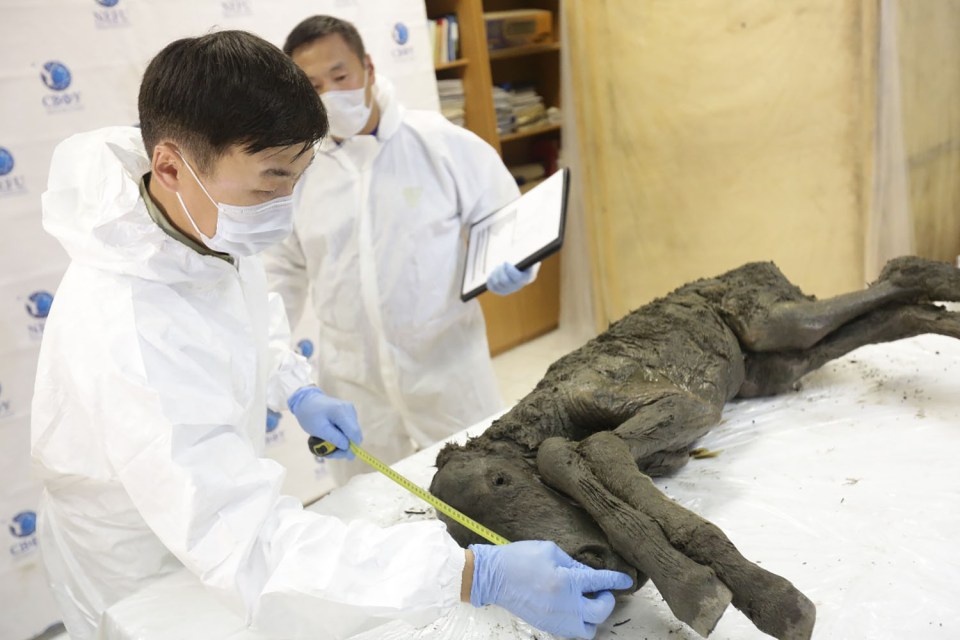  The horse preserved in near perfect condition in Siberian permafrost for 42,170 years, say experts