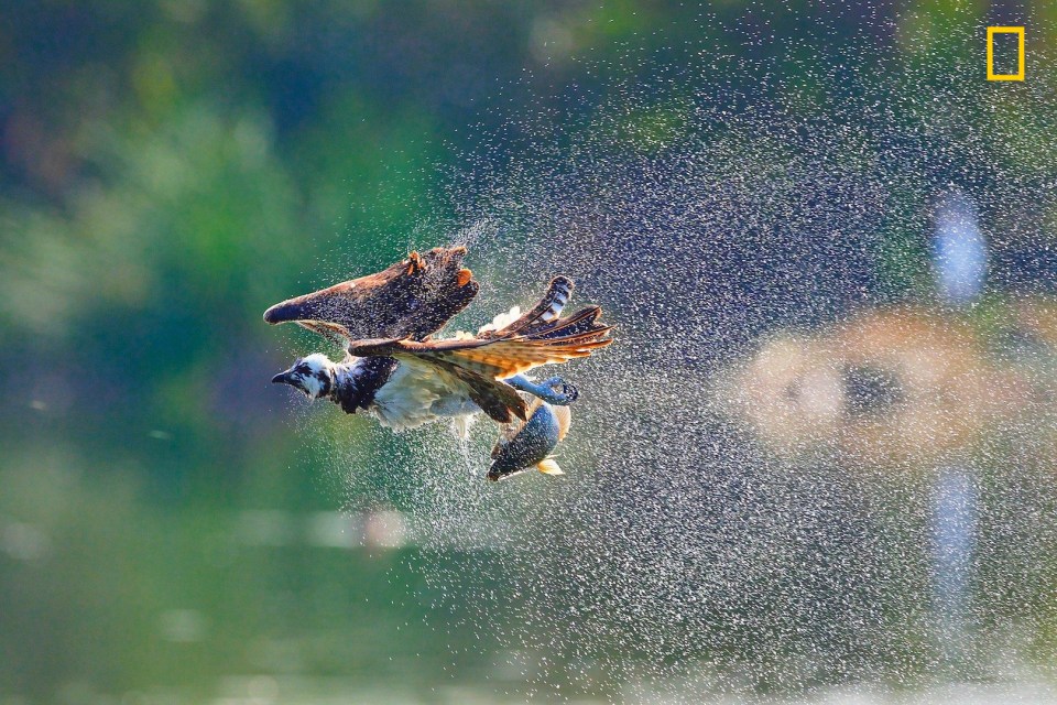  Photographer Sergey Grekov said: 'Los Angeles is a well-recognised tourist destination. However, it is less known that it is also home to various wildlife. This osprey, shaking off water after a successful dive, was photographed next to the very busy 405 freeway in the heart of the San Fernando Valley - an urban and suburban enclave in the greater Los Angeles area. Harsh sun in the zenith made the shot very difficult, but revealed a beautiful cloud of water drops following the bird - and reminding me famous jet sonic boom images.'