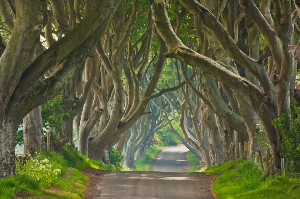  This stunning road of beech trees was the setting for the scene where Arya escapes King's Landing to find Jon Snow