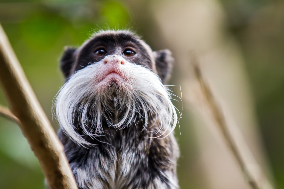  Males with impressive facial hair have smaller balls, a study of primates has shown