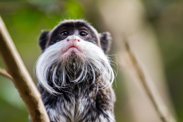 Males with impressive facial hair have smaller balls, a study of primates has shown