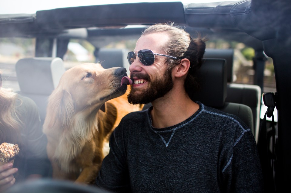  Dogs were described as 'cleaner' than bearded men, a surprising study has shown