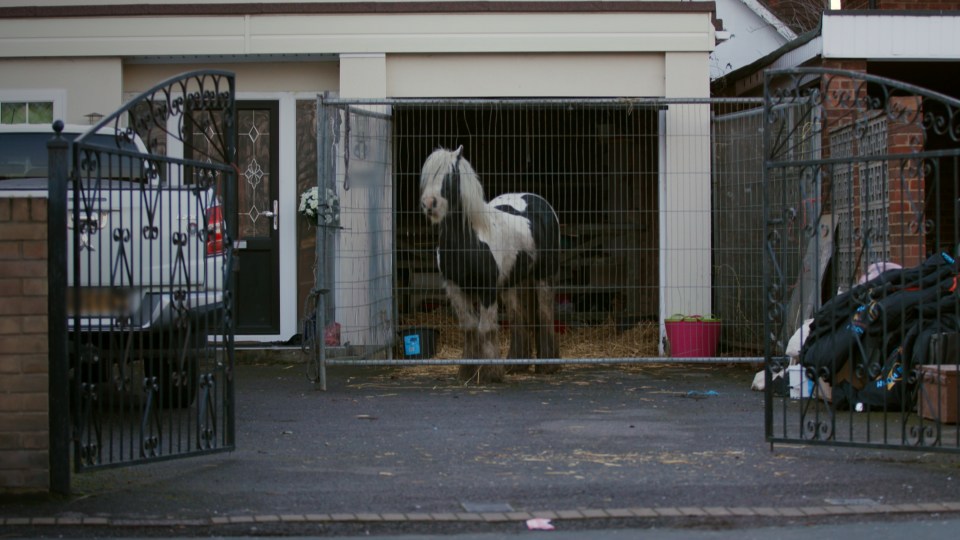  Johnny's horse stands in its new home - his garage in Essex