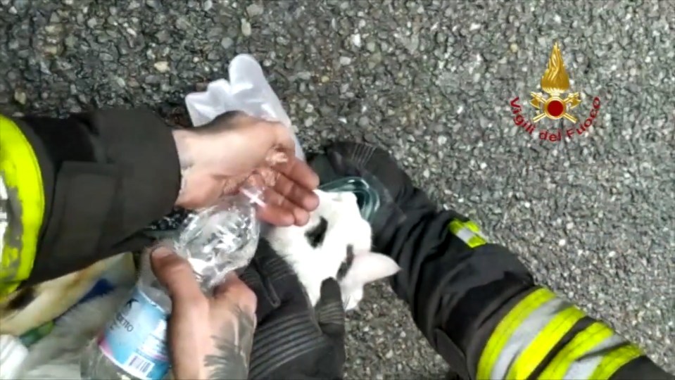  As well as oxygen the cats were also given bottled water