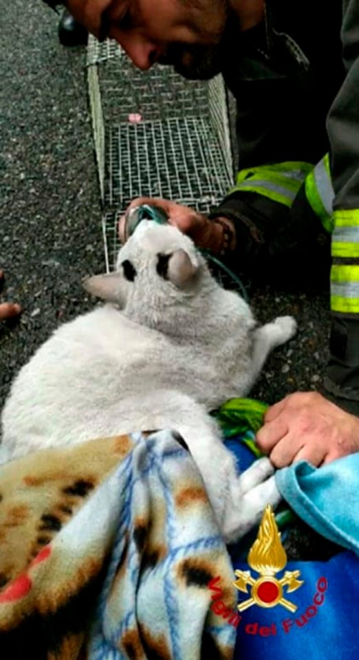  Both cats were helped by the hero firefighters