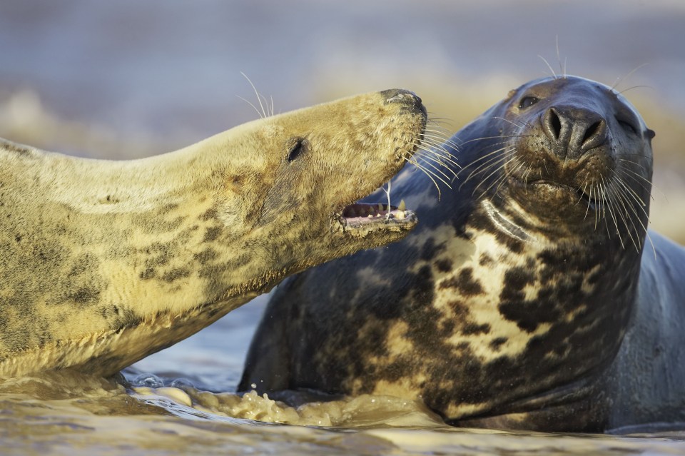  Some experts think that the cannibal seals have personality disorders