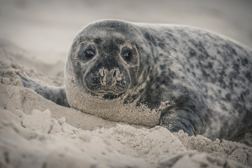  Young seals need to be careful as they are usually the ones attacked