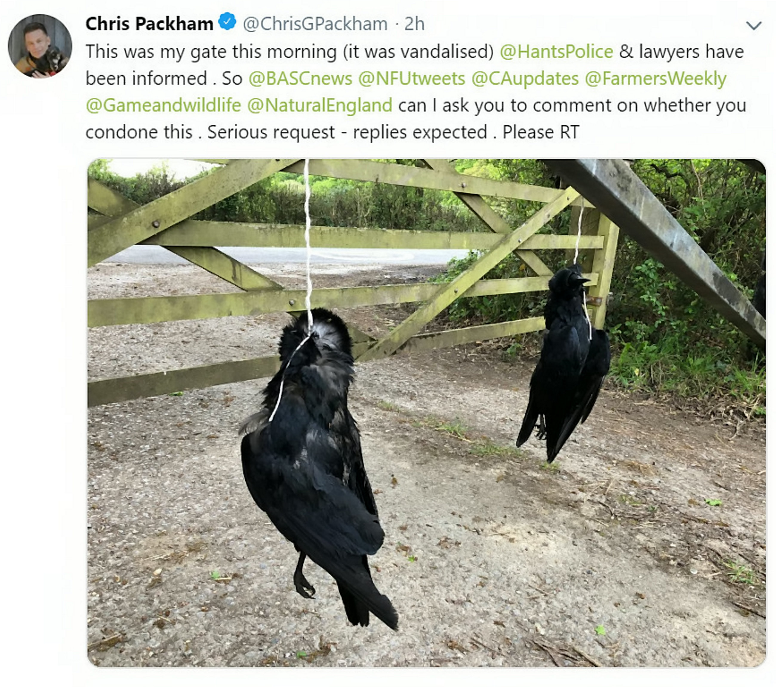 The Winterwatch presenter also had dead birds hung outside his home