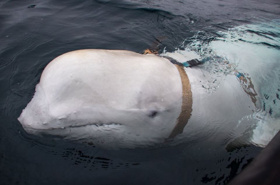  This is the Beluga whale found off the coast of Norway strapped into a Russian-made harness