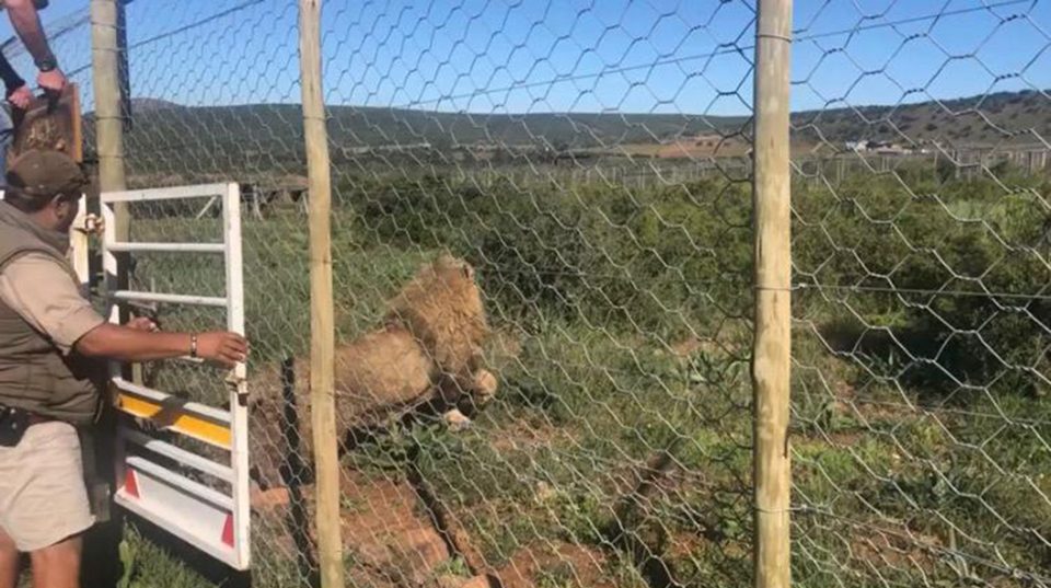  Some 54 lions were killed in just two days at an 'eco-farm'