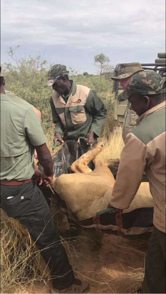  Distressing photographs exposed the barbaric way lions are treated by hunters