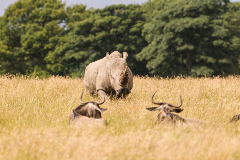  This package to Knowsley Safari Park is a home to 700 exotic animals