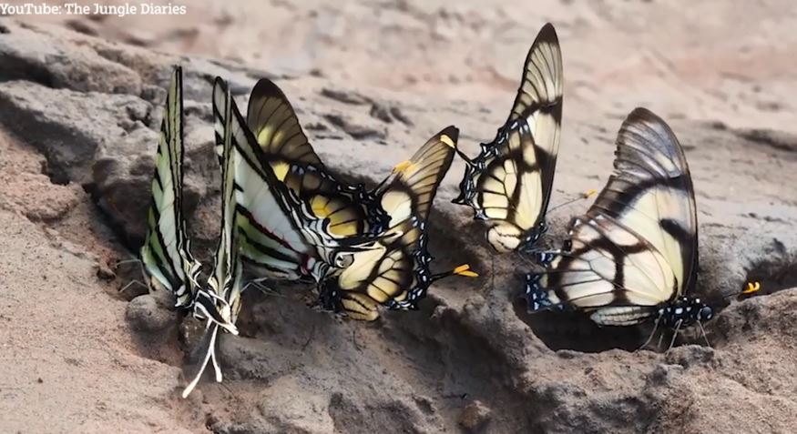 The butterflies are drinking human urine for the excess salt