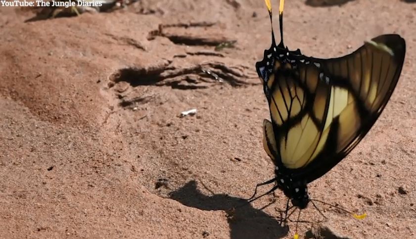  This butterfly was observed drinking the urine and then excreting it within seconds