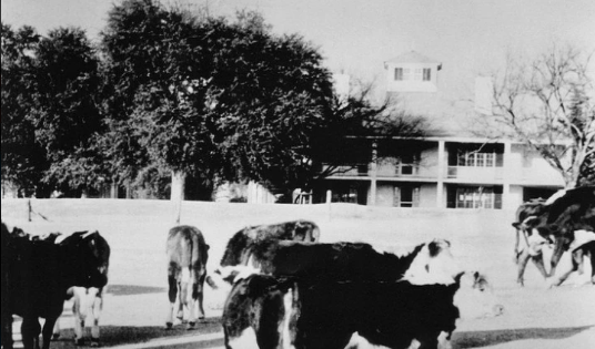  Cows were used to cut the grass at Augusta during World War II