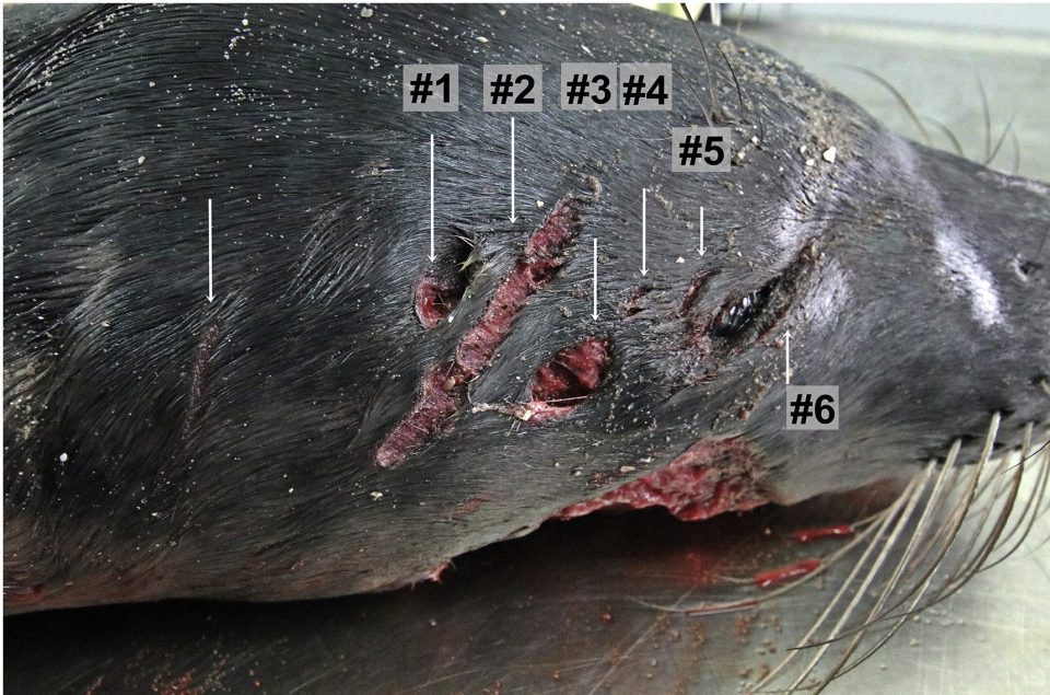  The seal was examined so researchers could build evidence that there are more cannibal seals out there