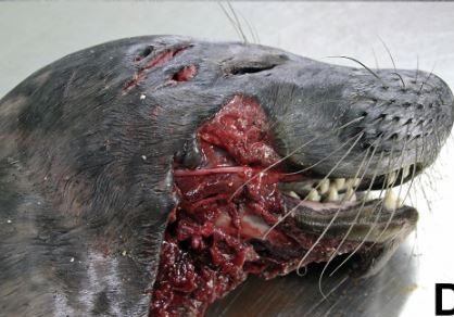  The gruesome injuries to the young seal were extensive