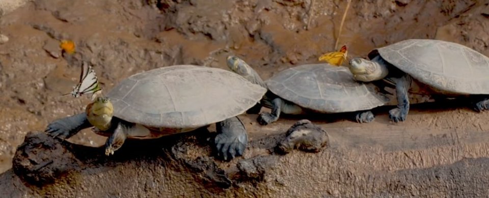  The butterflies can be seen here drinking tears from the eyes of turtles