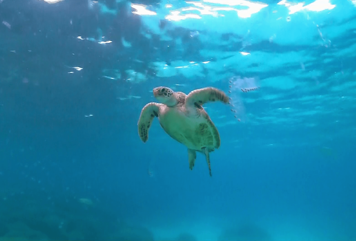  The show was attempting to save creatures like these turtles