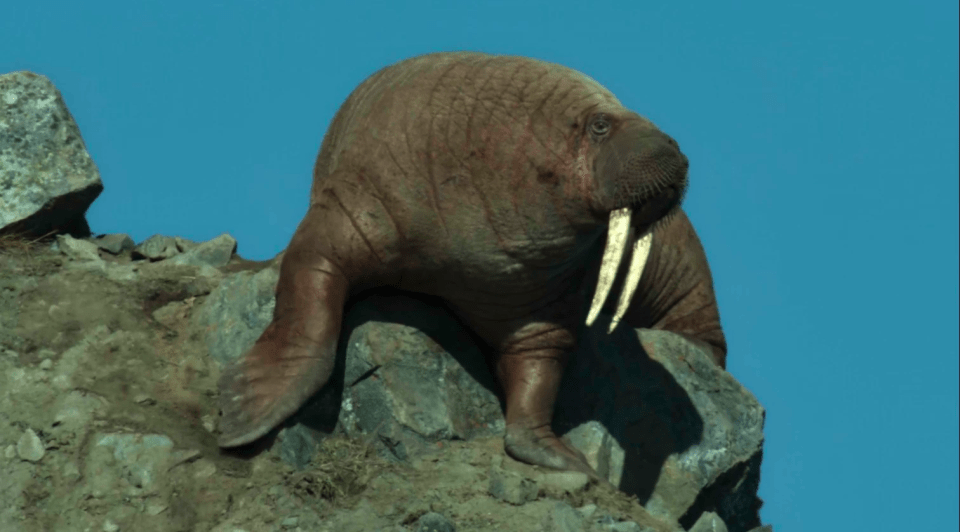  Our Planet has showcased hundreds of walruses falling off a 260ft cliff to a slow, agonising death in heartbreaking scenes