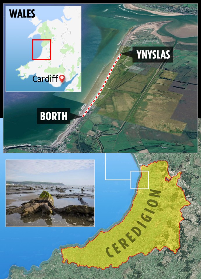  The ancient forest stretches along the coastline between Borth and Ynyslas