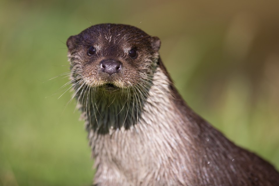 Today happens to be World Otter Day