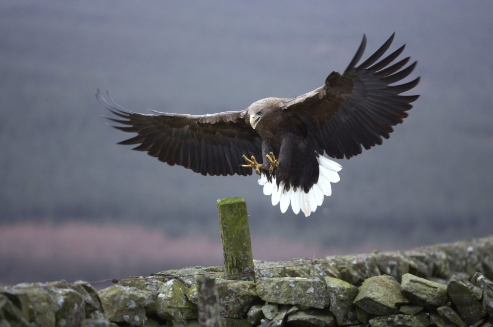  The giant birds have wingspans of up to 6ft