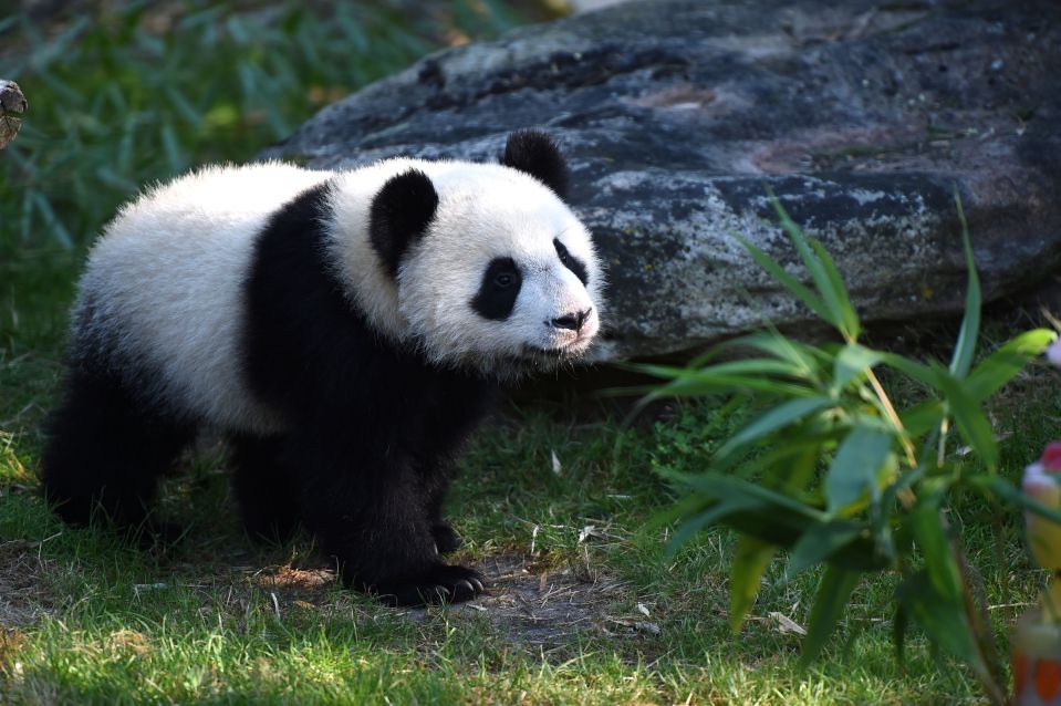  An albino panda has never been documented before (stock)