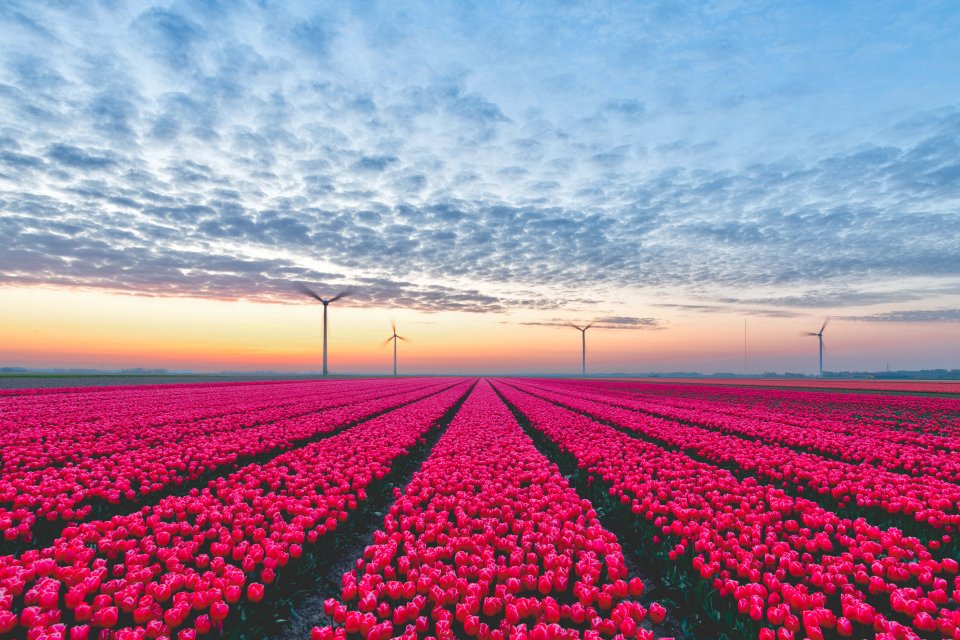  Colourful tulip fields pictured in Flevoland, Netherlands