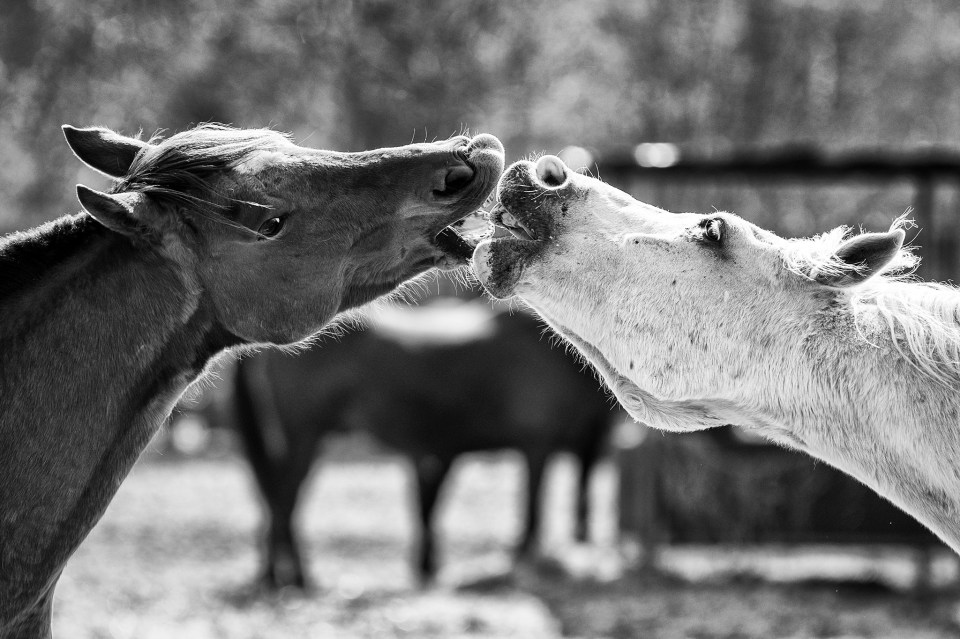  A moment of rare tenderness is caught on camera in this shot, taken in Warsaw, Poland