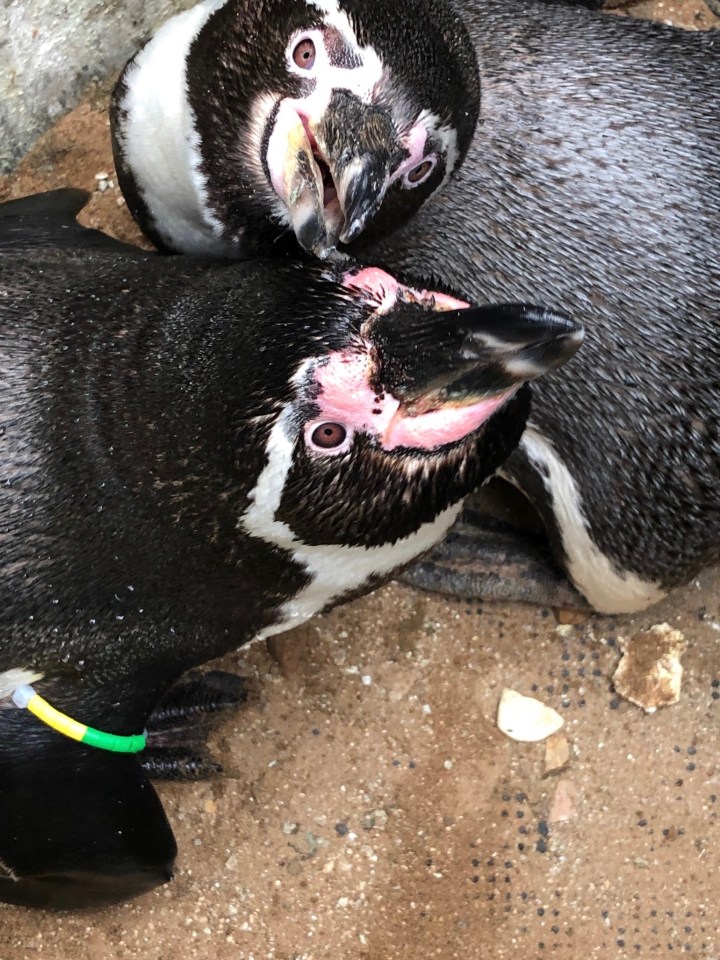  The flightless birds started nesting and breeding