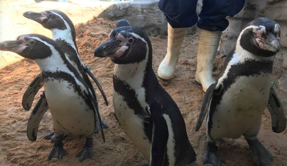  A penguin enclosure was delayed because the penguins were too randy to be moved in