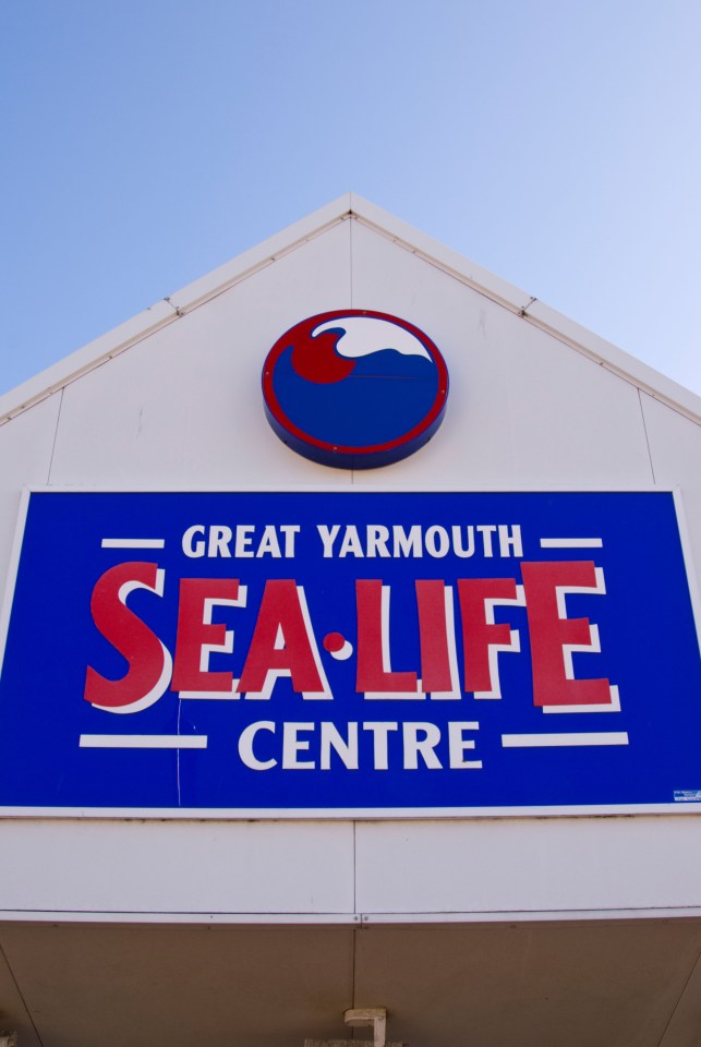  The group of penguins were moved out of the Sea Life Centre in Great Yarmouth, Norfolk