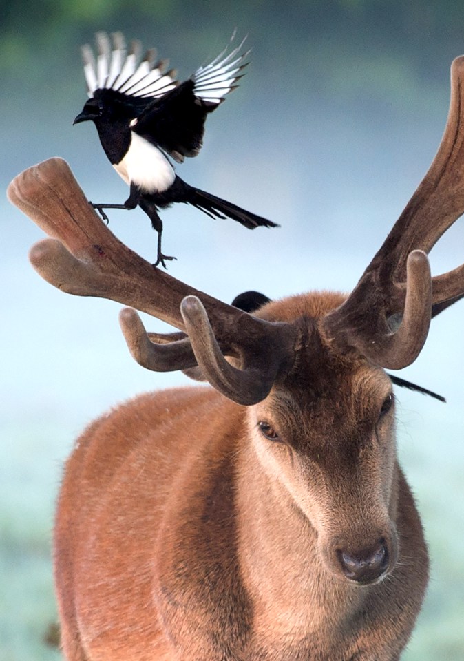  The funny moment this magpie landed on the antlers of a stag and started dancing was caught on camera. The image was snapped in Richmond Park, London while a woman was on a walk