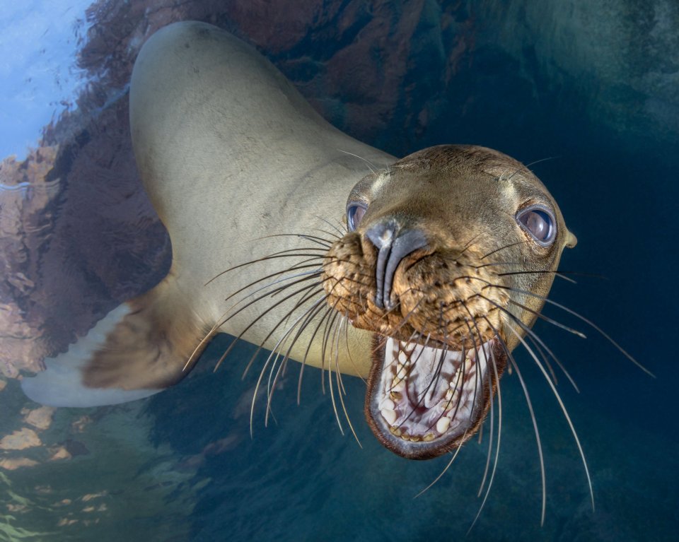  A Juvenile California Sea Lion comes in for a chew on the camera Mexico