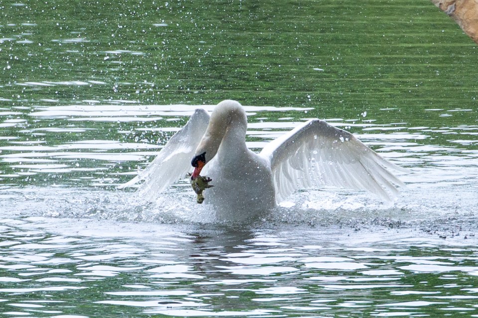  Asbaby the swan attacks a gosling on the River Cam in Cambridge. The feathered fiend, who is now a fully-fledged swan, was spotted attacking the frightened baby Canada goose, who became separated from his parents and siblings