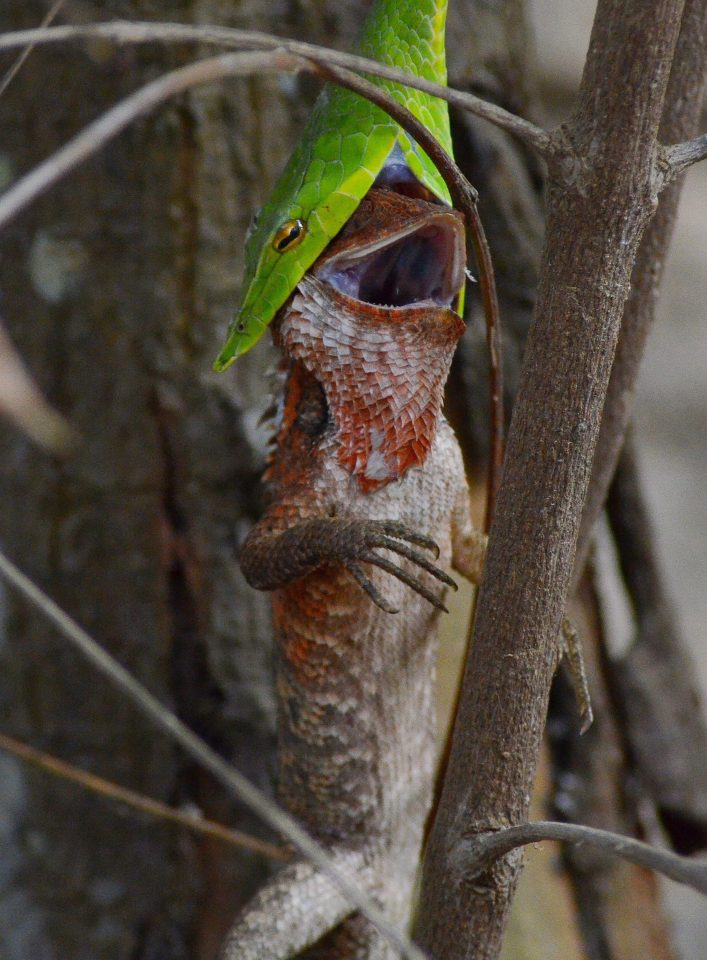  This green vine snake opens its mouth wide as it swallows an entire lizard. The lethal predator suddenly lunged to clamp its mouth around the helpless garden lizard's head, leaving the reptile dangling from a tree