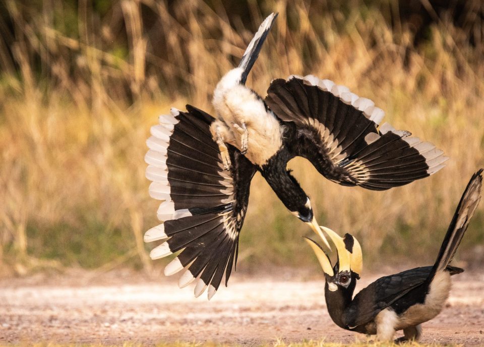  A pair of oriental pied hornbills put on a fascinating show as they lock bills and appear to join as one. The unusual social behaviour is believed to occur during acts of play, courtship and during territorial fighting