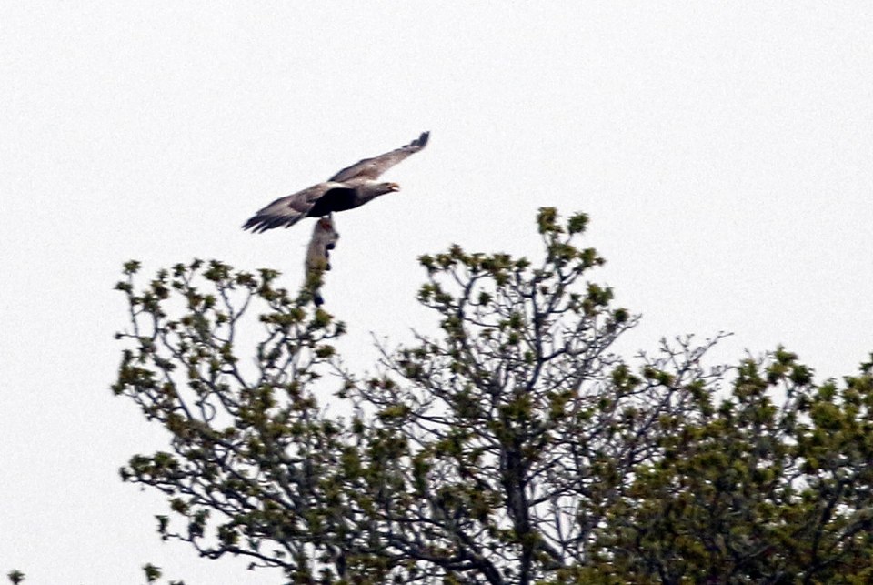  It was spotted off the coast of Scotland