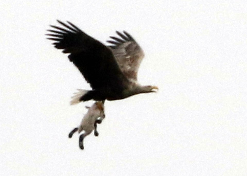  The sea eagle was snapped flying off with a lamb on the Isle of Mull, Scotland