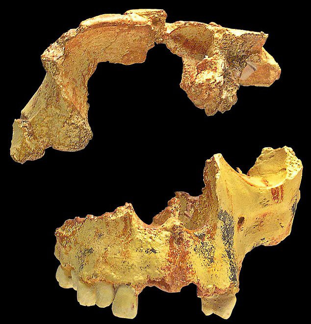  These are some of the skull bones that were analysed during the study